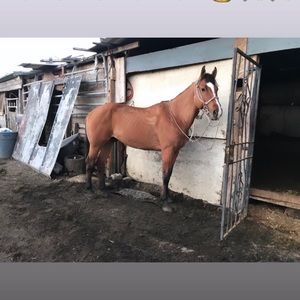 Meet your Posher, Angel